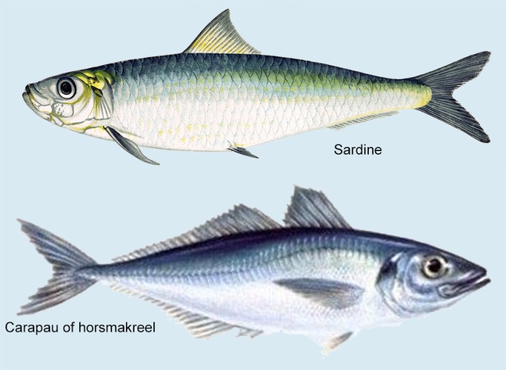 Plaatje van zowel de sardine met 1 rugvin en blauw-groene rug en de carapau of horsmakreel met 2 stekelige rugvinnen en zilveren rug.