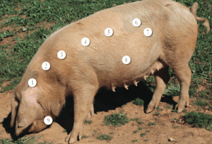 Porco Preto oftewel het Iberische varken.