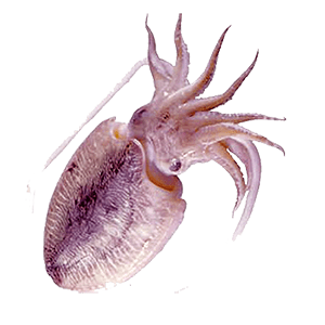 de choco of zeekat de choco of zeekat