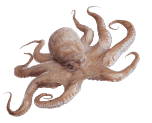 De octopus of polvo De octopus of polvo